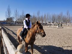 -北京群众马术培训基地