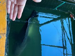 -蓝湾碧波·老字号·疍家非遗海上餐厅