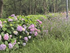 -西湖风景区-江洋畈生态公园