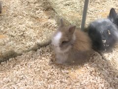 -龟与熊猫宠物公园(南坪店)