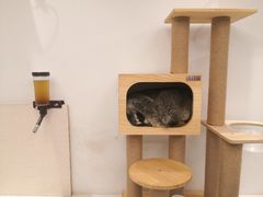 -浣熊柯尔鸭土拨鼠·电玩咖