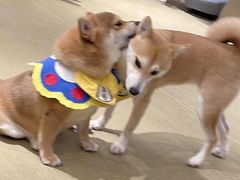 -逗柴咖啡屋·狗咖猫咖宠物桌游