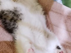 -momokira米努特·德文卷毛猫·棉花面纱犬