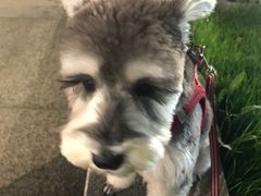 -PETKIT小佩宠物(昭化店)