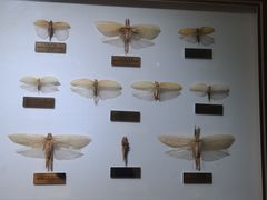 -上海昆虫博物馆