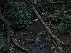 -莫里热带雨林景区