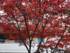 -重庆彩云湖湿地公园