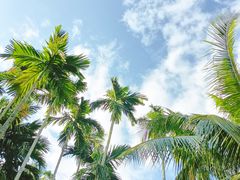-亚龙湾热带天堂森林公园