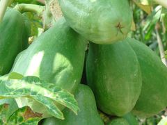 果实累累-海鸥岛