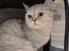 -纳吉亚猫专科动物医院·北北分院
