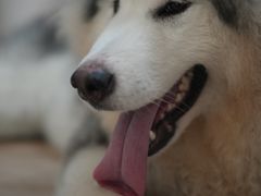 -李小姐の猫咖啡馆(五角场店)