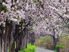 -海棠花溪(元大都城垣遗址公园)