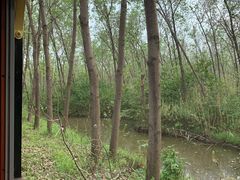 -合肥滨湖国家森林公园