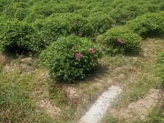 -海上花岛玫瑰园采摘
