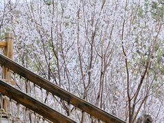 -北京西山国家森林公园