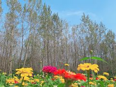 -溱湖国家湿地公园