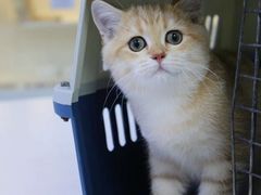 -小猫来了·猫舍(红山六九七九店)