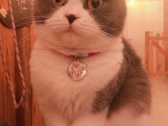 -名猫咖啡馆·撸猫·拼豆