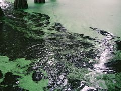 -渌洋湖湿地公园