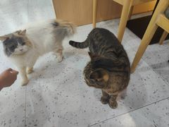 -喵园·猫主题咖啡厅·撸猫·猫咖(国贸店)