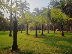 -中国科学院西双版纳热带植物园