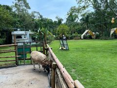 -芭厘·农庄老字号.电饭煲五指毛桃焗鸡