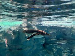 -帝企鹅自助餐厅•儿童岛•真企鹅(长隆企鹅酒店)