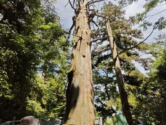 -天目山大树王景区