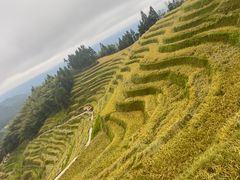 -紫鹊界梯田景区