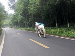 -铁山坪森林公园