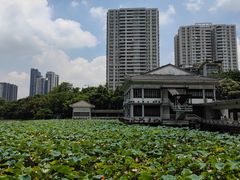 -荔湾湖公园