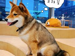 -柴务处·柴犬主题狗咖
