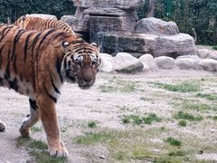 -上海野生动物园