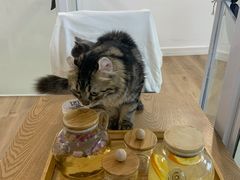 -李小姐の猫咖啡馆(五角场店)