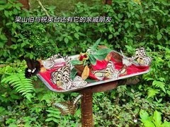 -野象谷景区