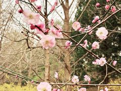 -北京大学百年讲堂