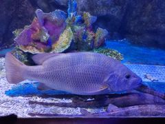 -太平洋海底世界