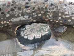 -上海大自然野生昆虫馆(东方明珠·爬宠昆虫探索中心)