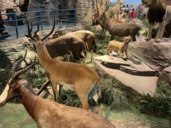 -陕西自然博物馆