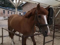 -月河湾马术俱乐部(朝阳店)