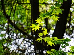 -牛背梁国家森林公园