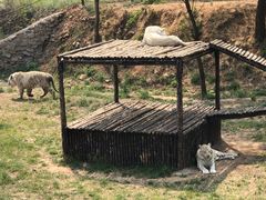 -青岛森林野生动物世界