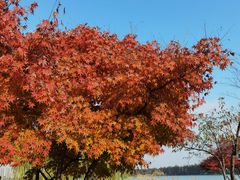 -贡湖湾湿地公园