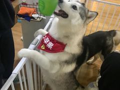-Husky Go! 哈士奇体验馆·宠物咖啡厅狗咖