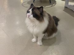 -藏猫猫咖啡主题馆(中央大道店)