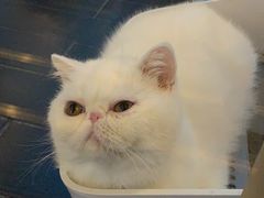 -猫大福·Fortune Cat猫舍(百子湾店)