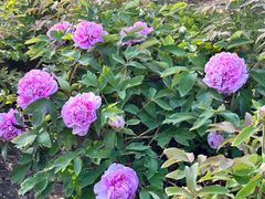 -莲花池公园