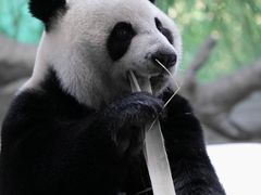 -广州长隆野生动物世界
