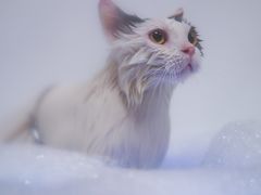 -宠颐生猫科·内科皮肤科(西平世纪城店)