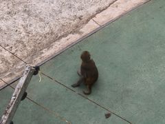 -青藏高原野生动物园